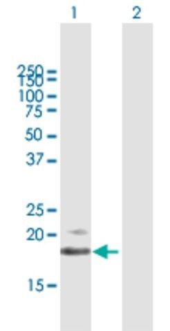 Anti-IFNB1 antibody produced in mouse