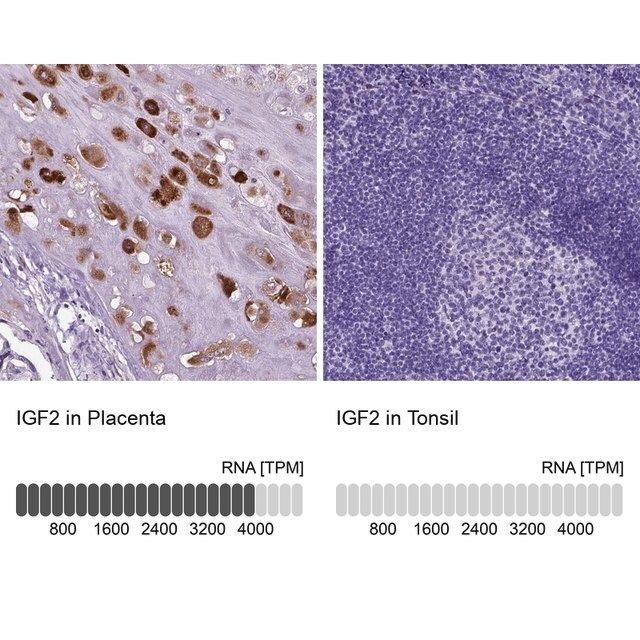 Anti-IGF2 antibody produced in rabbit