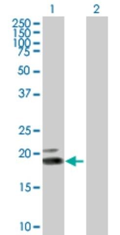 Anti-IFNW1 antibody produced in mouse