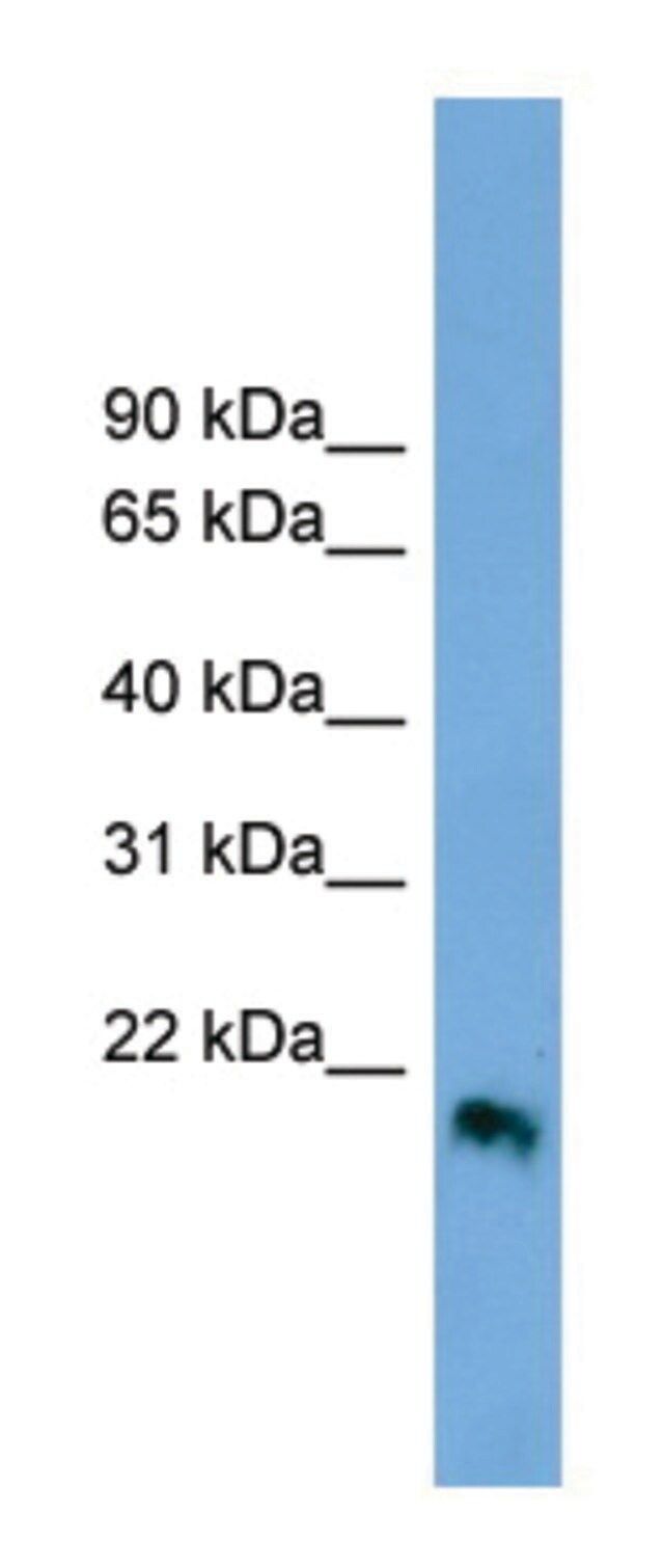 Anti-IFNB1 antibody produced in rabbit