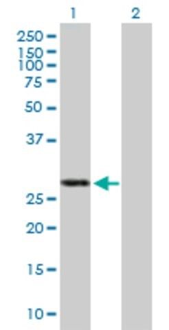 Anti-IFIH1 antibody produced in mouse