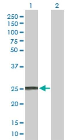 Anti-IFNA8 antibody produced in rabbit