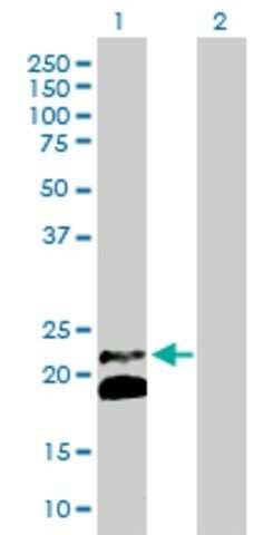 Anti-IFNB1 antibody produced in rabbit