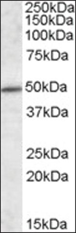 Anti-IFT57 antibody produced in goat