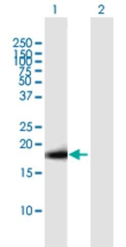 Anti-IGF2 antibody produced in mouse