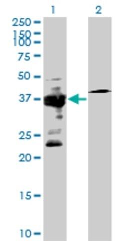 Anti-IGBP1 antibody produced in mouse