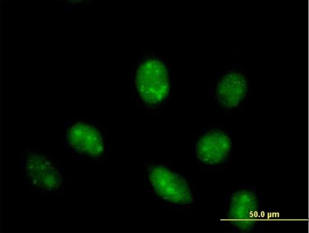 Anti-IFRD1 antibody produced in mouse