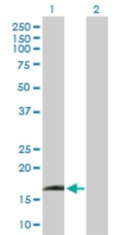 Anti-IFNA13 antibody produced in rabbit