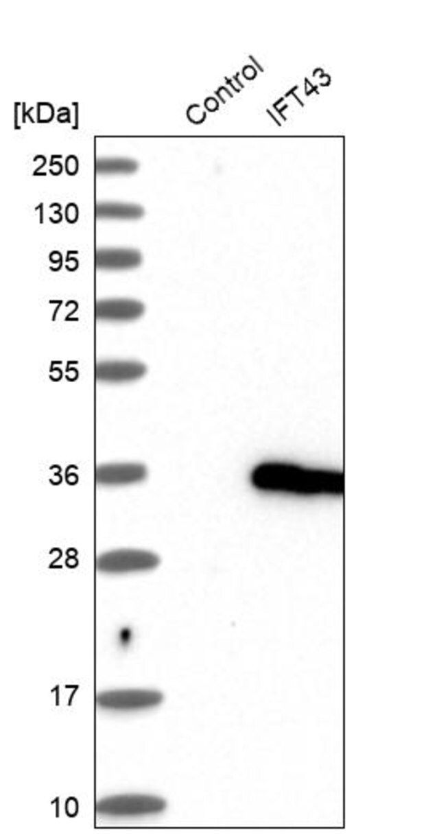 Anti-IFT43 antibody produced in rabbit