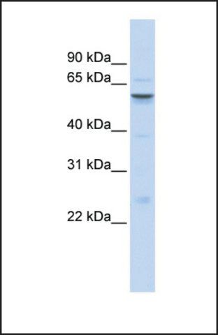 Anti-IGFALS antibody produced in rabbit