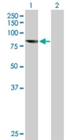 Anti-IFT81 antibody produced in mouse