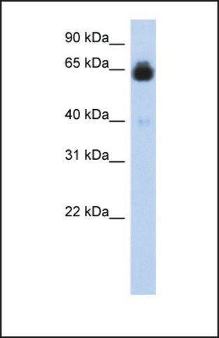 Anti-IGFALS antibody produced in rabbit