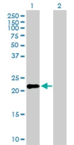 Anti-IFNK antibody produced in mouse