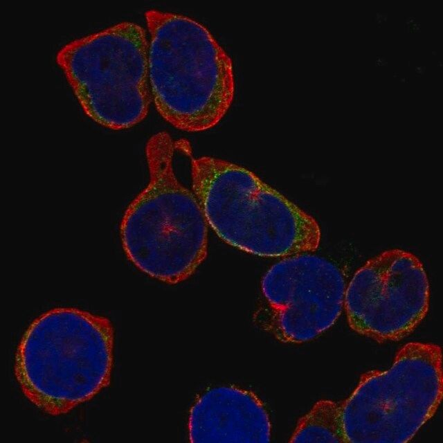 Anti-IGLL1 antibody produced in rabbit