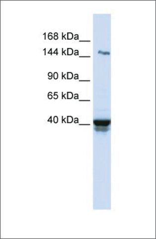 Anti-IGSF9 antibody produced in rabbit