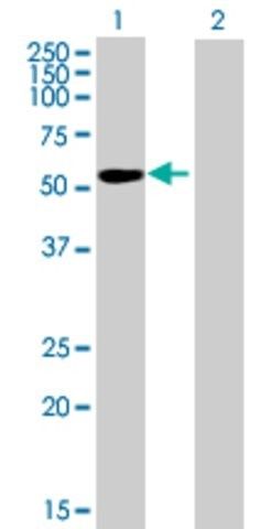 Anti-IGSF21 antibody produced in mouse