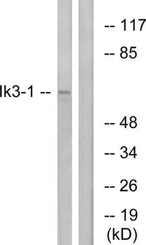 Anti-IK3-1 antibody produced in rabbit