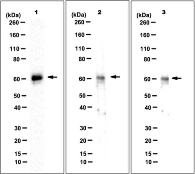 Anti-Ikaros Antibody, clone Ik14