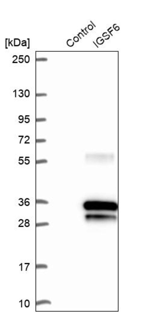 Anti-IGSF6 antibody produced in rabbit