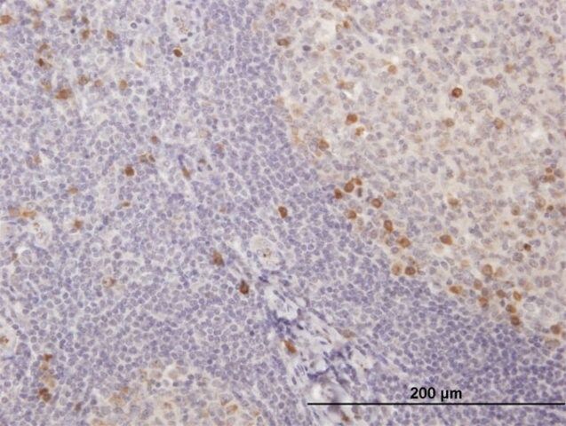 Anti-IGKC antibody produced in mouse