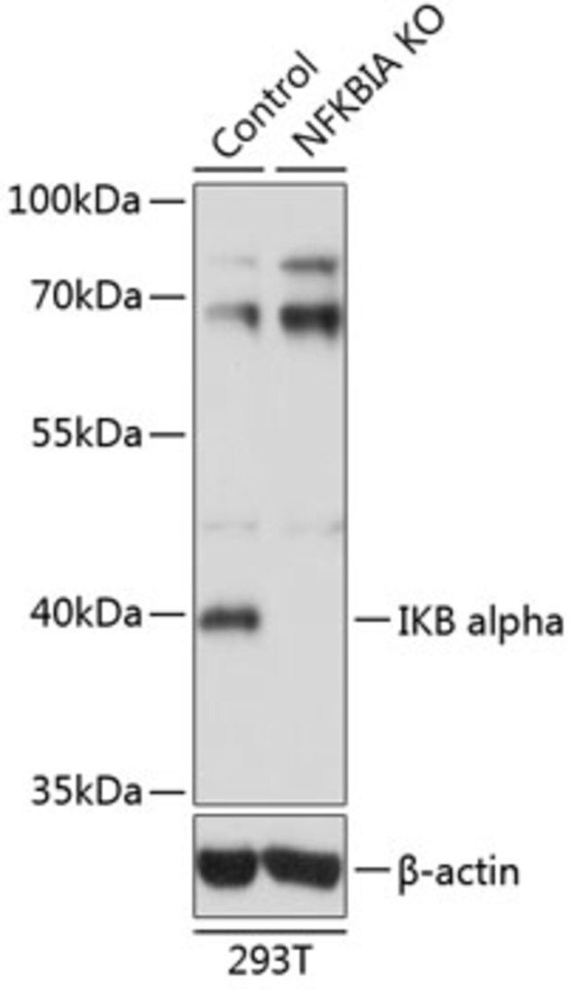 Anti-IKB alpha antibody produced in rabbit