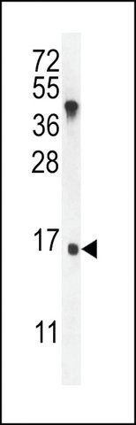 ANTI-IGKV A18 (C-TERMINAL) antibody produced in rabbit