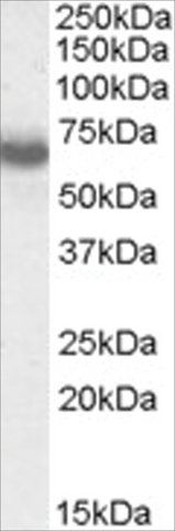 Anti-IKZF1/IKAROS antibody produced in goat