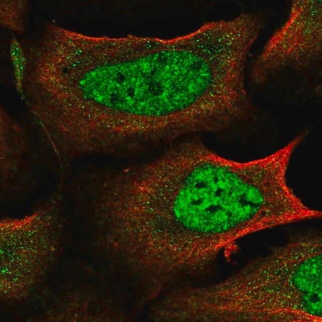 Anti-IKZF4 antibody produced in rabbit