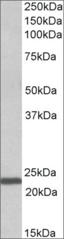 Anti-IL15 antibody produced in goat