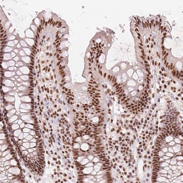 Anti-IK antibody produced in rabbit