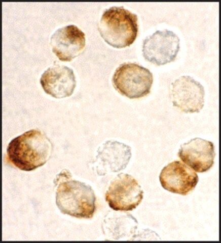 Anti-IKK beta antibody produced in rabbit