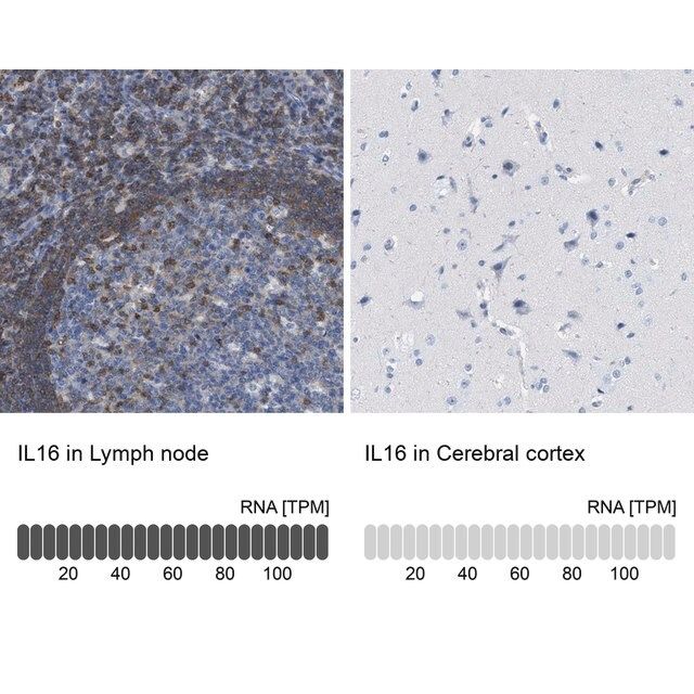 Anti-IL16 antibody produced in rabbit