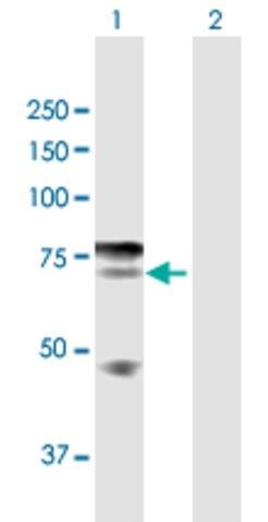 Anti-IKZF4 antibody produced in rabbit