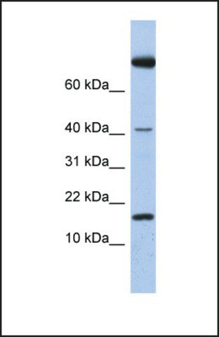 Anti-IL4 antibody produced in rabbit