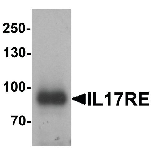 Anti-IL-17RE antibody produced in rabbit