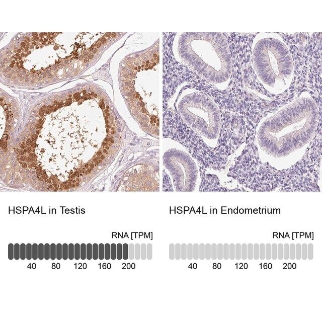 Anti-HSPA4L antibody produced in rabbit