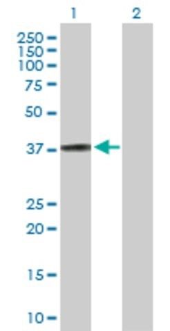 Anti-HSPBP1 antibody produced in rabbit