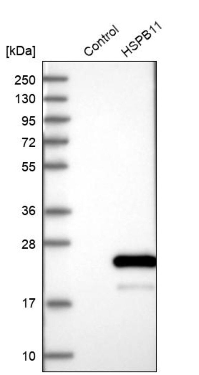 Anti-HSPB11 antibody produced in rabbit