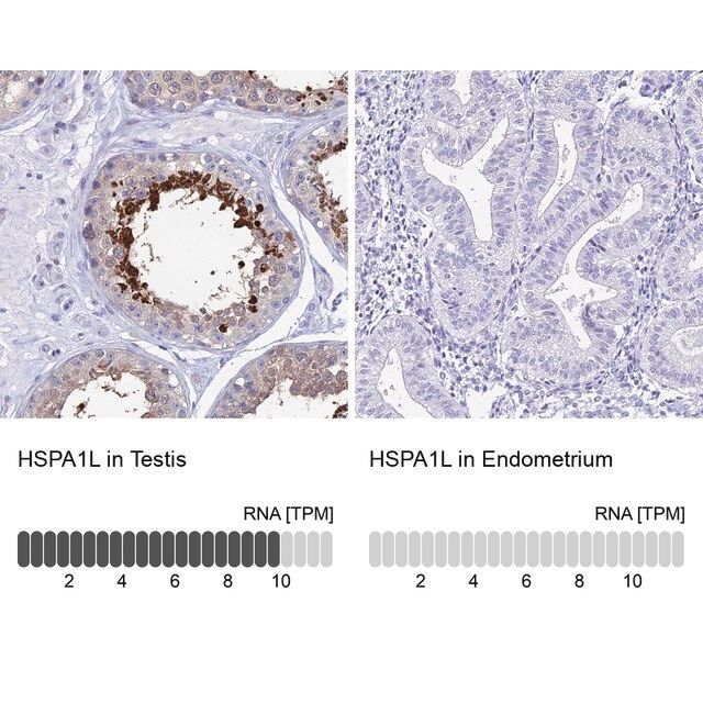 Anti-HSPA1L antibody produced in rabbit