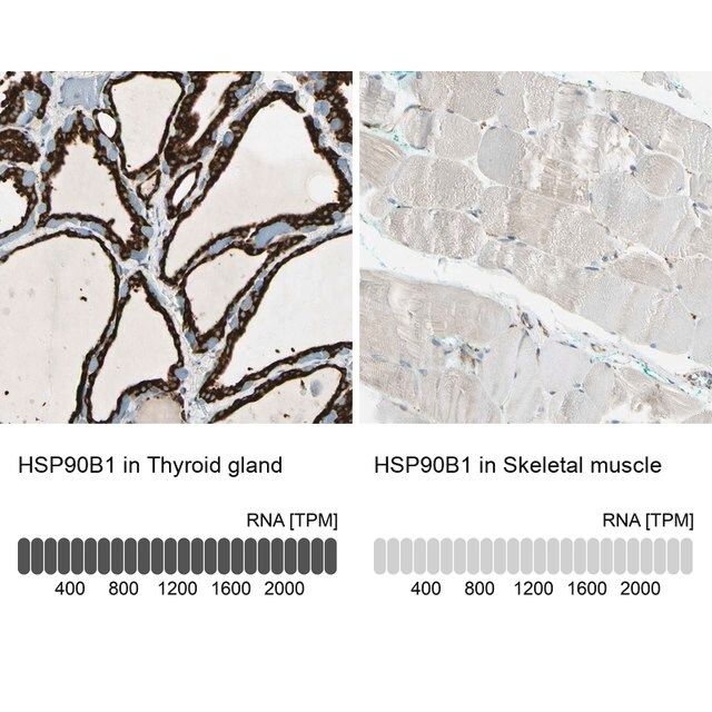 Anti-HSP90B1 antibody produced in rabbit