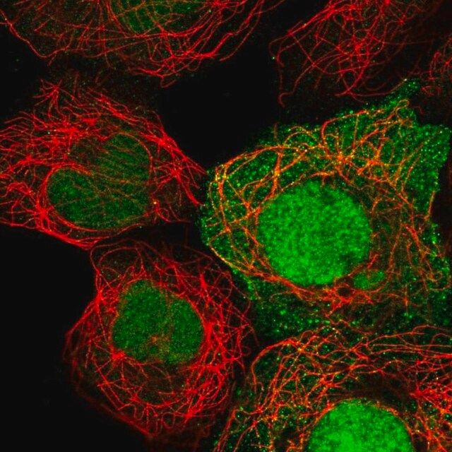 Anti-HEATR3 antibody produced in rabbit