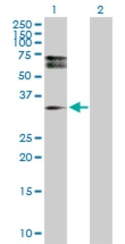 Anti-HDGFRP3 antibody produced in rabbit