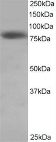 Anti-HEC1 antibody produced in goat