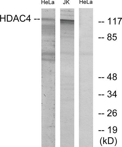 Anti-HDAC4 antibody produced in rabbit