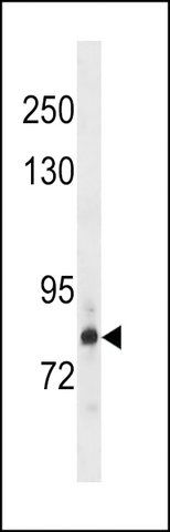 ANTI-HDGR2(N-TERMINAL) antibody produced in rabbit