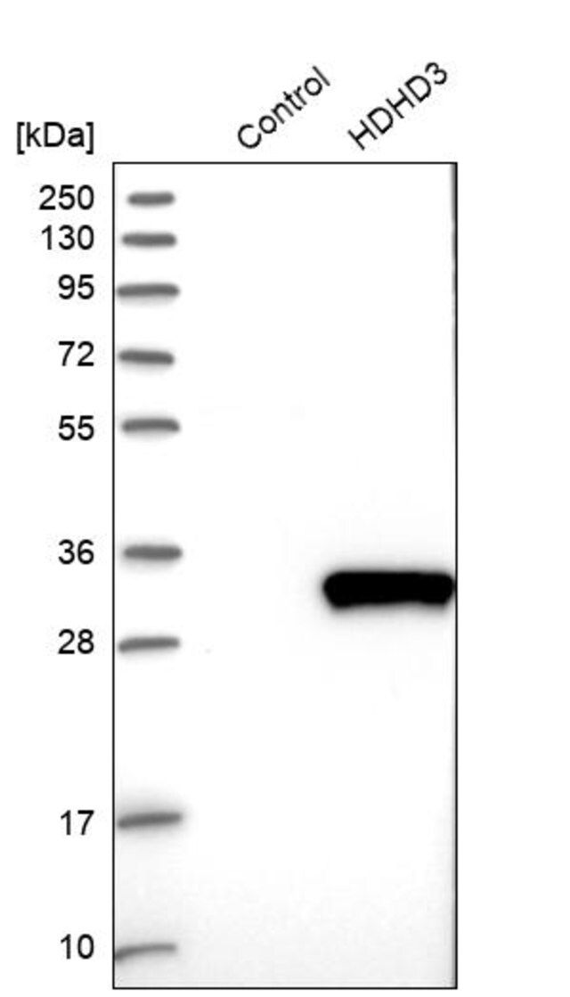 Anti-HDHD3 antibody produced in rabbit