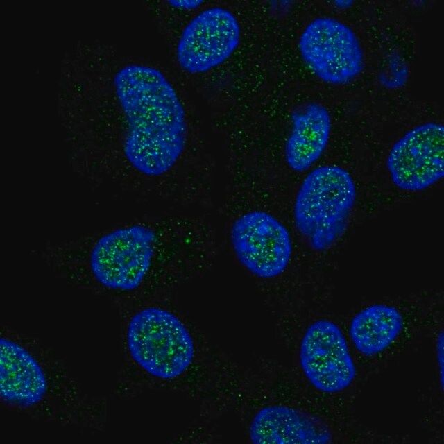 Anti-HECTD1 antibody produced in rabbit