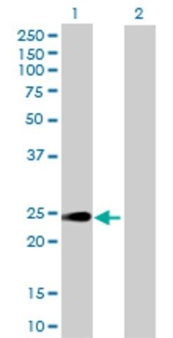 Anti-HEBP1 antibody produced in mouse