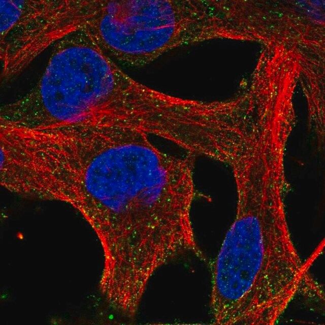 Anti-HEBP1 antibody produced in rabbit