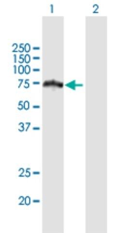 Anti-HERPUD2 antibody produced in mouse